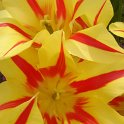 Tulipa fleur de lis 'Mona Lisa'